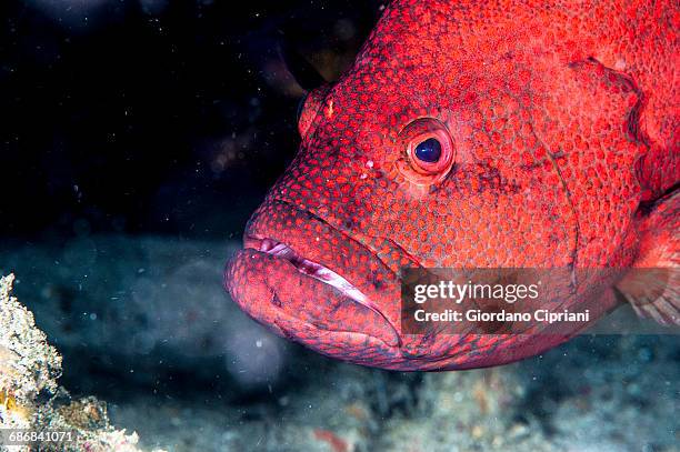 marine life - coral hind stock pictures, royalty-free photos & images