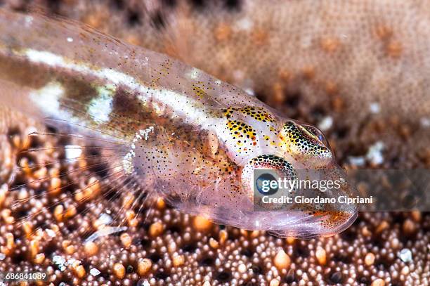 gobies, marine life - trimma okinawae stock pictures, royalty-free photos & images