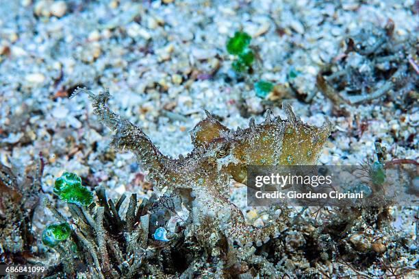 blue-ringed octopus - blue ringed octopus stockfoto's en -beelden