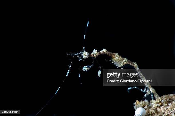 skeleton shrimps caprellidae - skeleton shrimp stock pictures, royalty-free photos & images