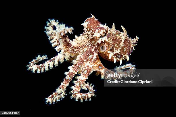 blue-ringed octopus - blue ringed octopus stock pictures, royalty-free photos & images