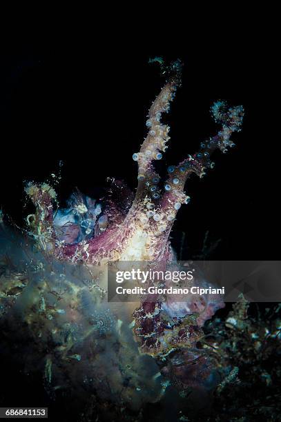 blue-ringed octopus - blue ringed octopus stockfoto's en -beelden