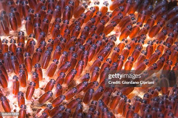 eggs of clown anemonefish - clownfish eggs stockfoto's en -beelden