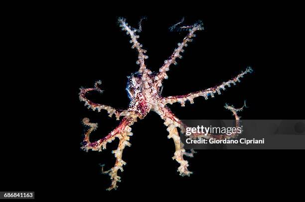 blue-ringed octopus - blue ringed octopus stockfoto's en -beelden