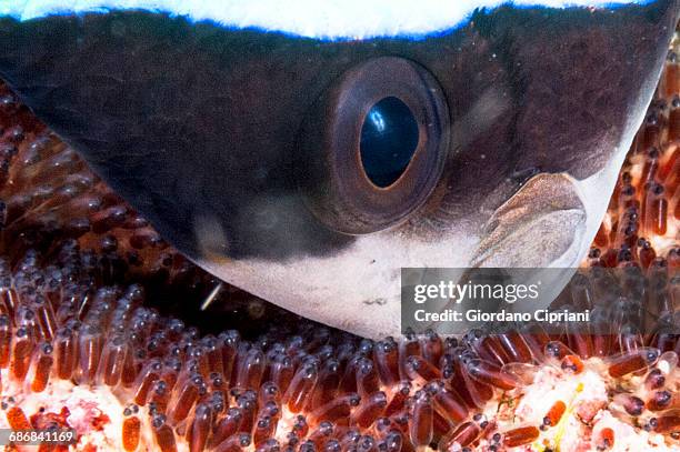 clown anemonefish with eggs - anemonefish stock-fotos und bilder