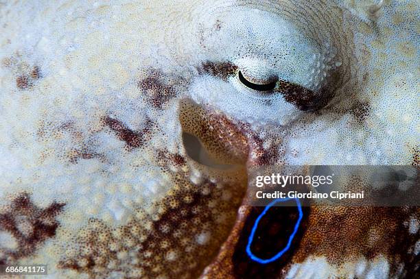 blue-ringed octopus - blue ringed octopus stockfoto's en -beelden