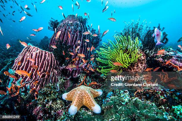 marine life - coral cnidário - fotografias e filmes do acervo