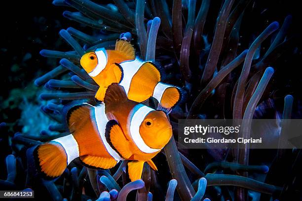 clown anemonefish - echter clownfisch stock-fotos und bilder