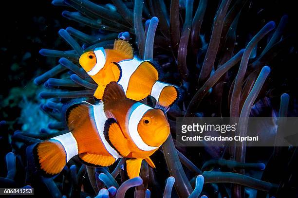 clown anemonefish - clown fish stock pictures, royalty-free photos & images