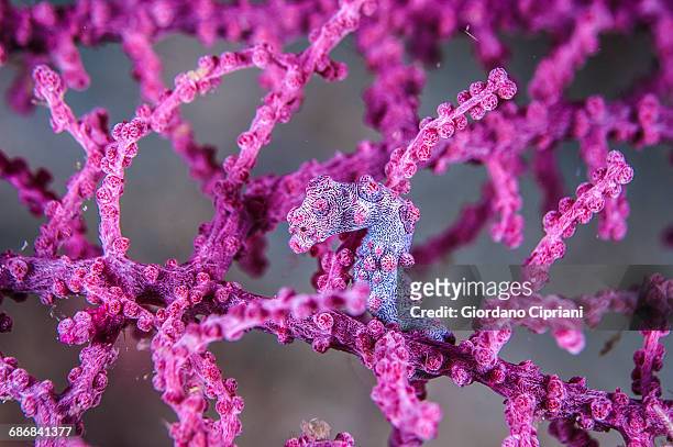 pygmy seahorse - soft coral stock-fotos und bilder