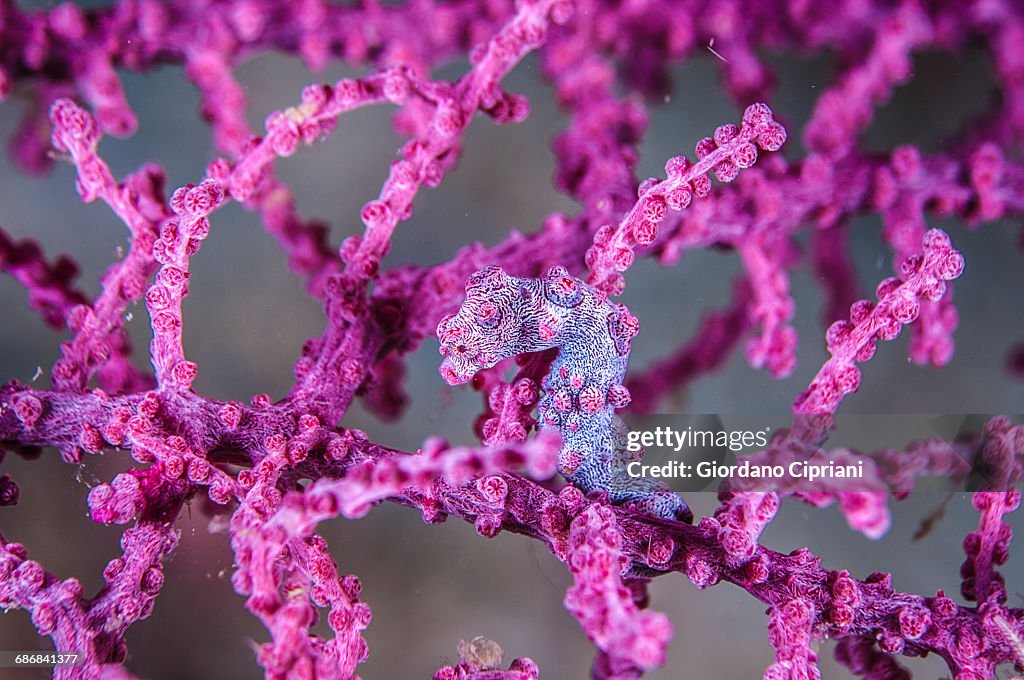 Pygmy seahorse