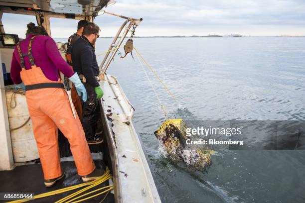 Lobster pot is hoisted from the ocean aboard a boat off of Hull, Massachusetts, U.S., on Wednesday, May 17, 2017. New restrictions are coming to...