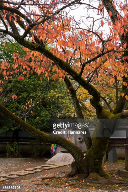 fall color - ueno park stock-fotos und bilder