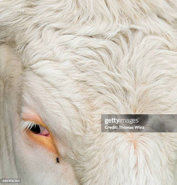 eye of a cow and fly - cow eye stock pictures, royalty-free photos & images