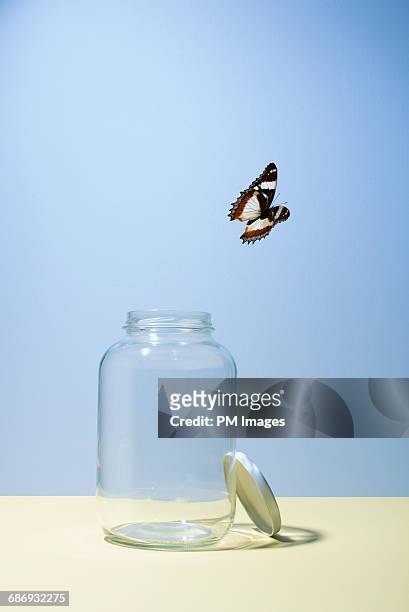 butterfly escaping jar - escapisme stockfoto's en -beelden