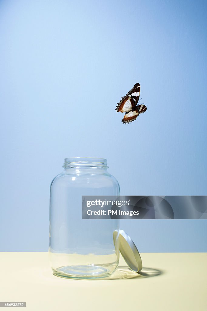 Butterfly escaping jar