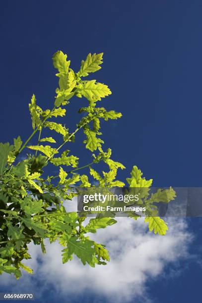 English Oak leaves set against blue summer sky .