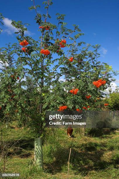 Mountain Ash tree with fruit on, in a free range hen enclosure .