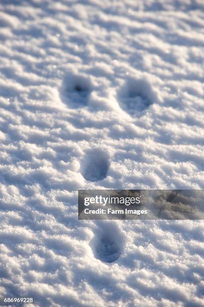 Snow Rabbit Feet Rabbit Foot Prints Photos and Premium High Res Pictures - Getty Images