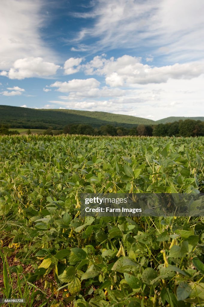 Field of Soya Beans growing in Pennsylvania, USA.