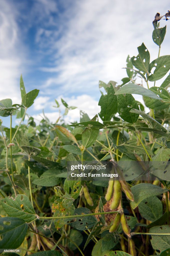 Field of Soya Beans growing in Pennsylvania, USA.
