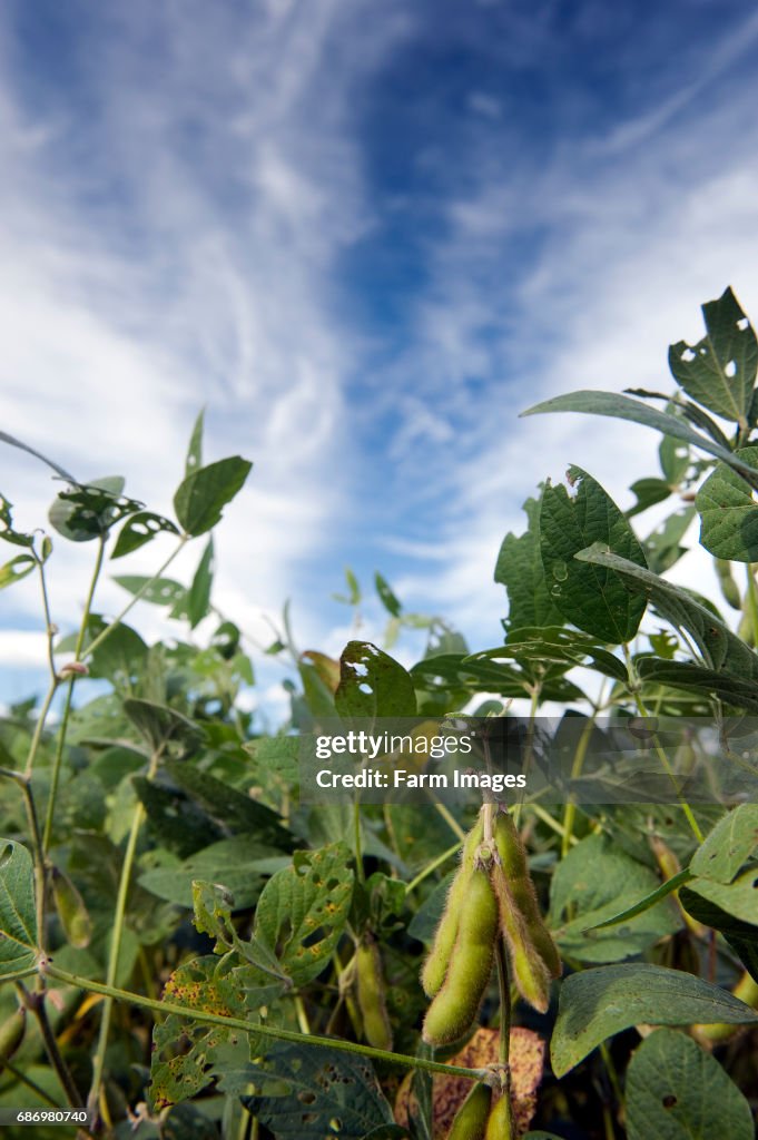 Field of Soya Beans growing in Pennsylvania, USA.