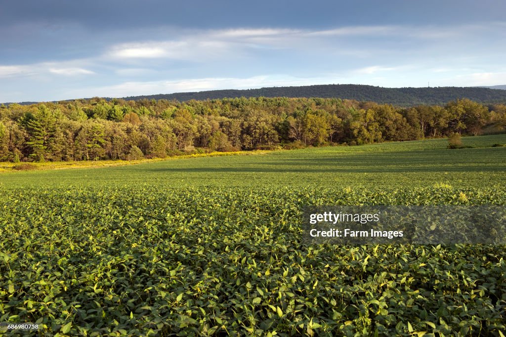 Field of Soya at sunset in Pennsylvania, USA.