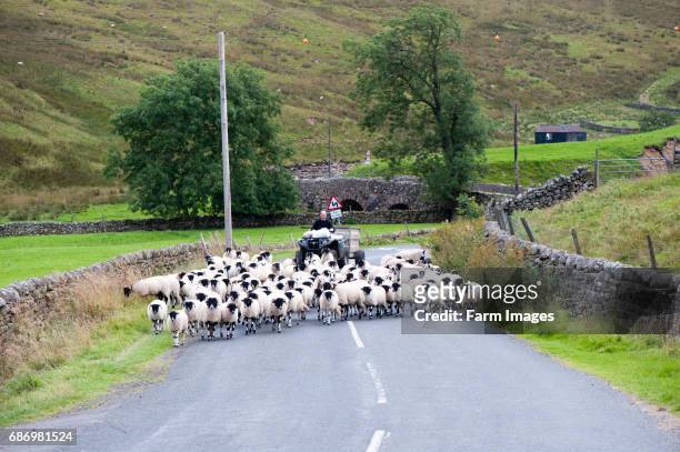 Farmer on quad bike moving sheep up a rural road. Middleton in Teesdale, Co. Durham, UK.