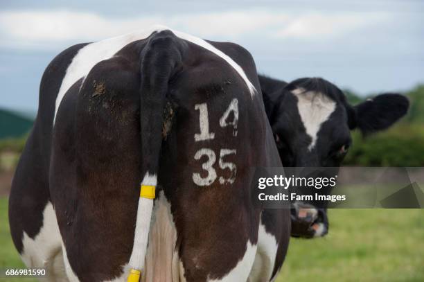 Cow with identification number freeze branded on its rear. Cumbria, UK.