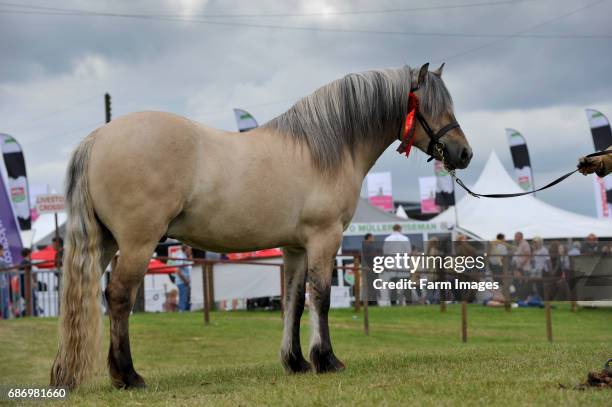 Highland pony at a show. Scotland, UK.