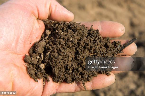 Soil held in farmers hand, showing the fine loam created in the seed bed, ideal for growing potatoes. Yorkshire, UK.