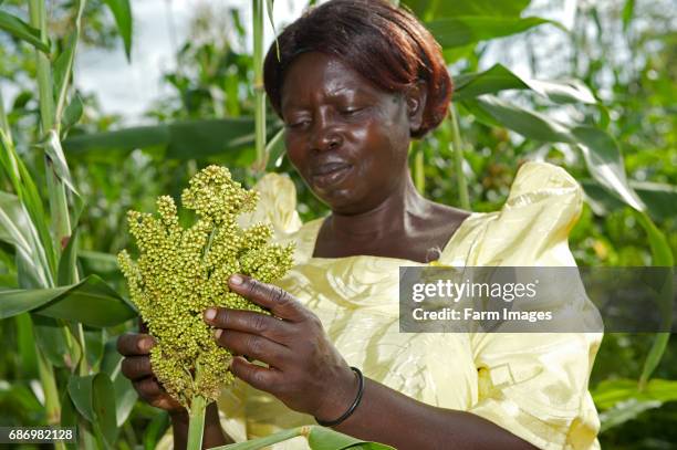 Ugandan farmer inspecting sorghum crop to see if it is ready to harvest.
