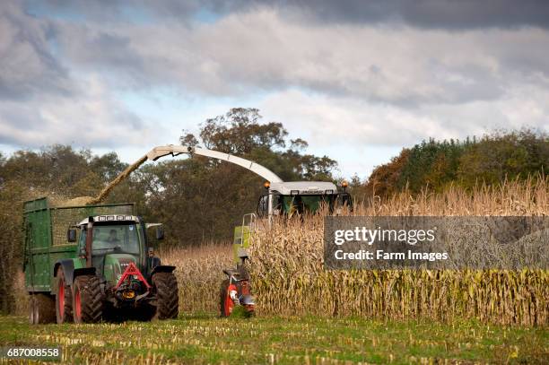 Claas self propelled harvestor harvesting maize silage crop.