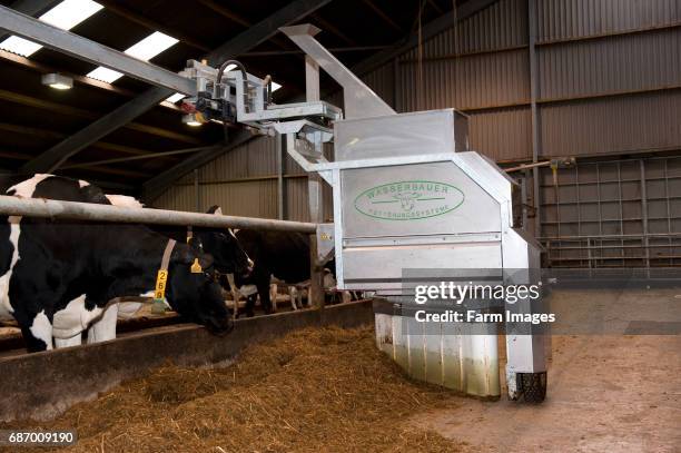 Robot feeding cattle in dairy shed.