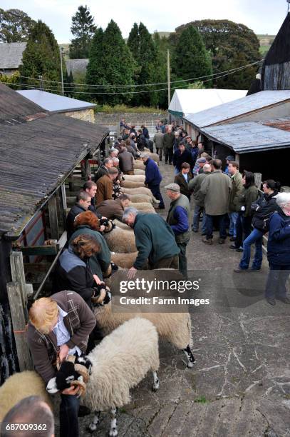 Swaledale ram sale at St Johns Chapel - Weardale.