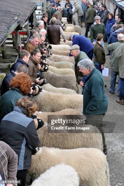 Swaledale ram sale at St Johns Chapel - Weardale.