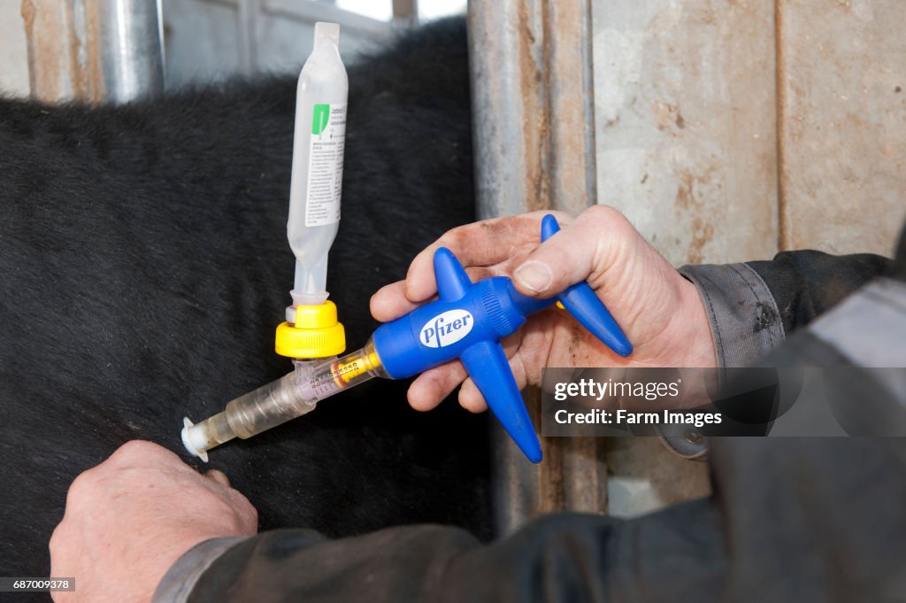 Farmer vaccinating a cow with vaccine against leptospira, a bactirial disease.