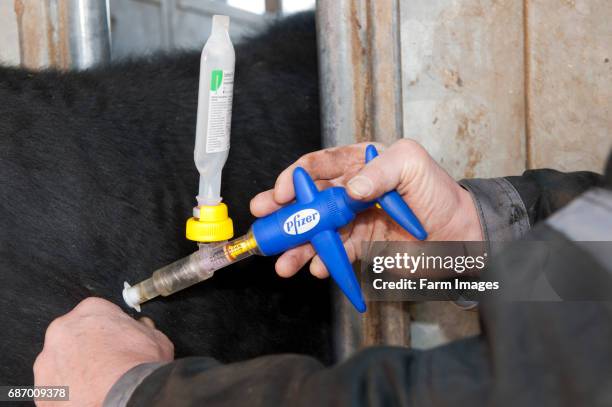 Farmer vaccinating a cow with vaccine against leptospira, a bactirial disease.