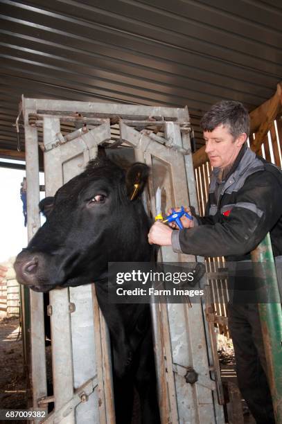 Farmer vaccinating a cow with vaccine against leptospira, a bactirial disease in cattle.
