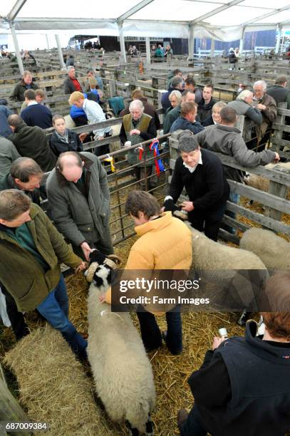 Swaledale ram sale at St Johns Chapel - Weardale.