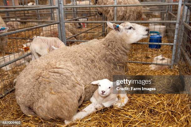 Sheep in lambing shed. Cumbria.