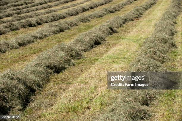 Hay rowed up ready to bale. Teesdale.