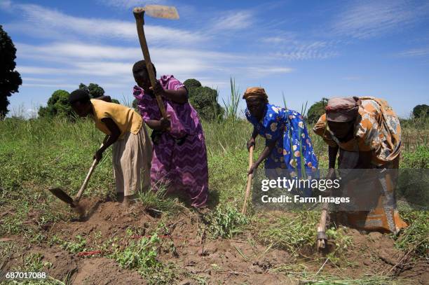 African women in fields cultivating soil with hoes Mbale Uganda Africa.