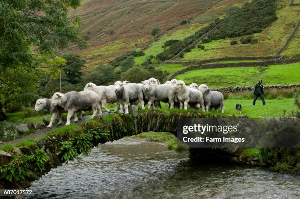 Shepherd bringing herdwick sheep over old pack horse bridge Wasdale English Lake District.