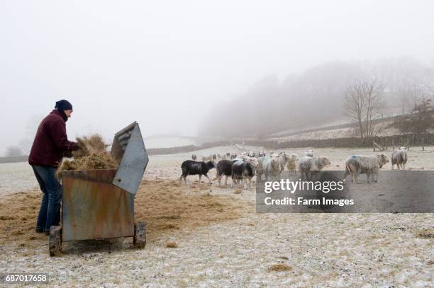 Shepherd hay into hay rack for Herdwick sheep to eat from. Keswick - English Lake District.