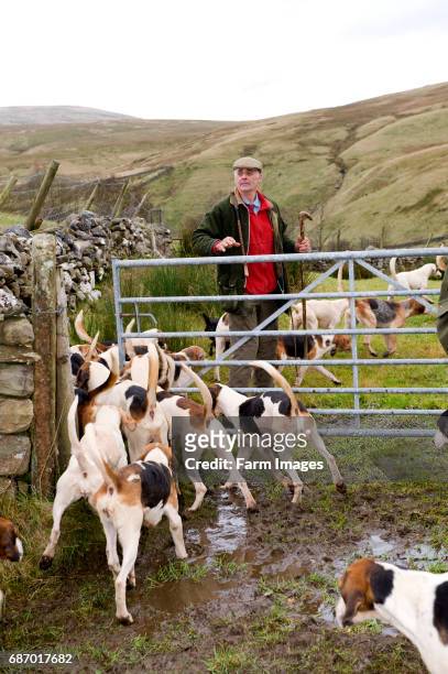 Huntsman with pack of Fell Hounds used for fox hunting. Now used for trailing. Cumbria - England.