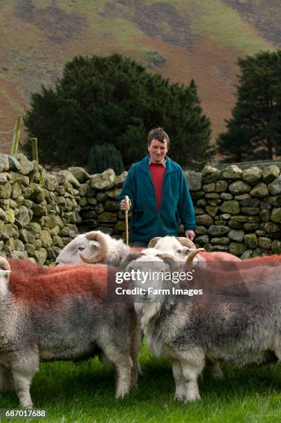 Lake District shepherd with Herdwick tups - Wasdale - Cumbria.