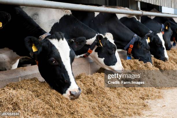 Cow Ration 248 Dairy Cow From Behind Stock Photos, High-Res Pictures, and Images ...