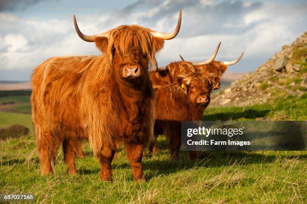 Highland cattle out on hillside.