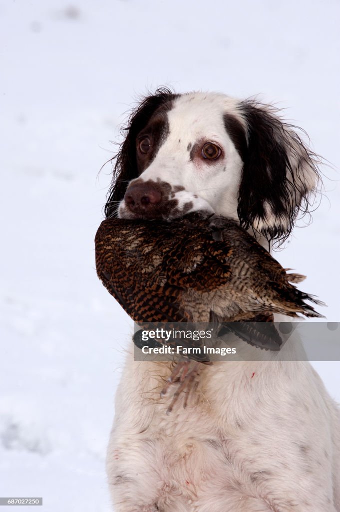 Spaniel with Woodcock
